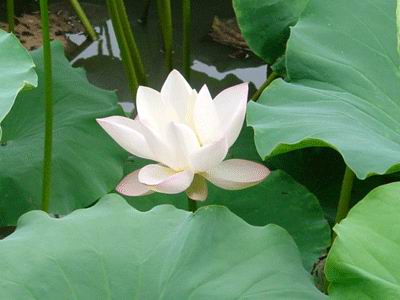 24節氣養生之清明養生篇