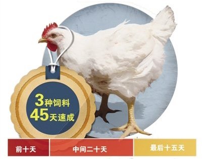 揭秘“速生雞”:一只雞吃18種抗生素 40天長5斤