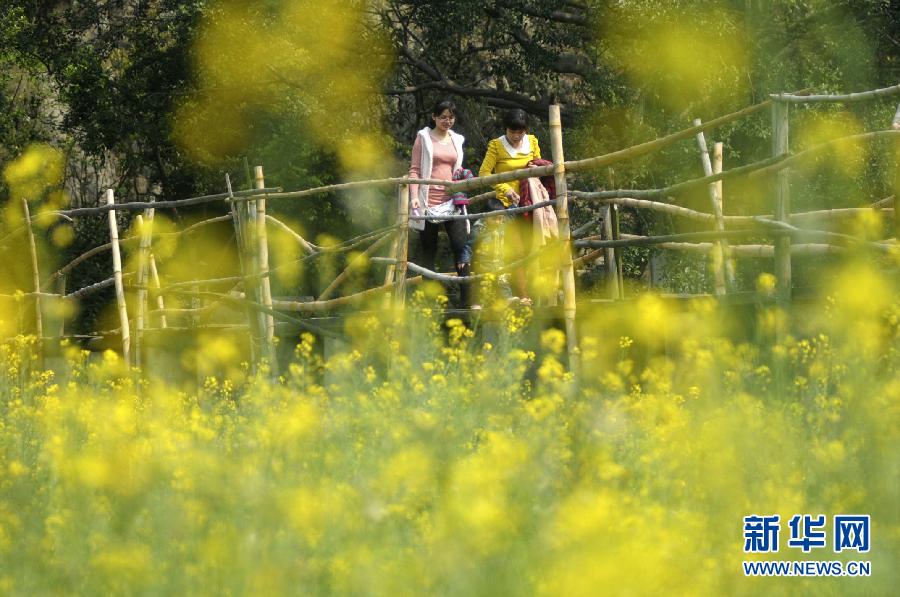 #（美麗中國）（1）油菜花開迎春來