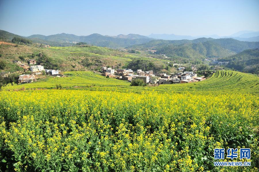 #（美麗中國）（2）油菜花開迎春來