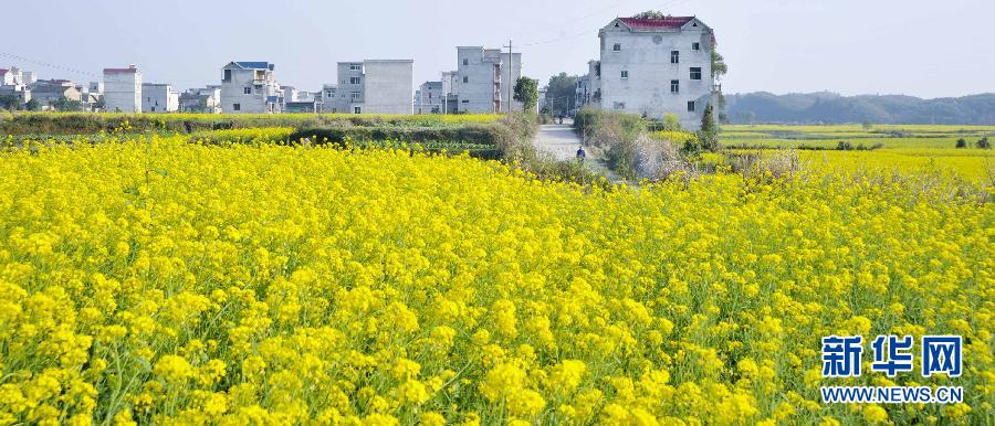 #（美麗中國）（7）油菜花開迎春來