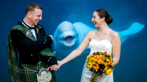 新人水族館拍結婚照白鯨可掬“笑臉”搶鏡（圖）