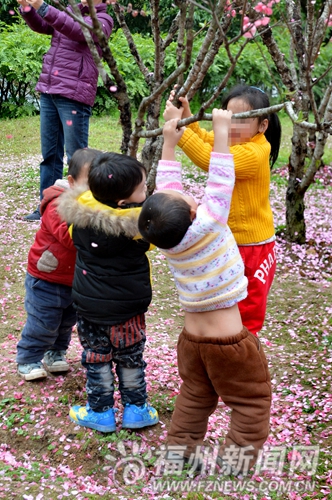 公園又現(xiàn)不文明：把花海踩禿　摧殘花枝造花瓣雨