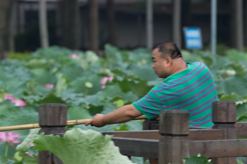在農(nóng)林大觀音湖，這名男子用帶兜長(zhǎng)桿摘了一袋蓮蓬（黃同學(xué)供圖）