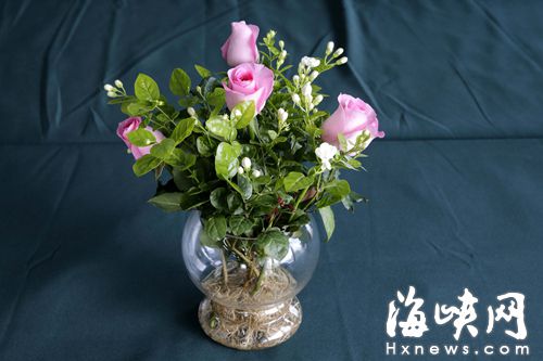 水培茉莉花將擺放在貴賓房間