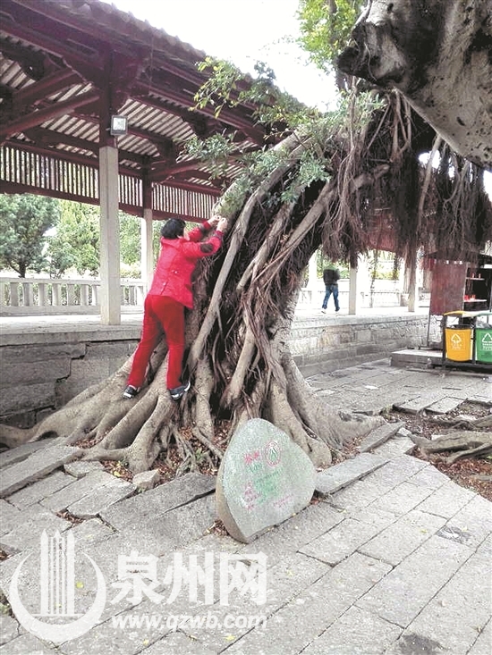 泉州多個景點不文明現象多：隨意遛狗　踩踏文物