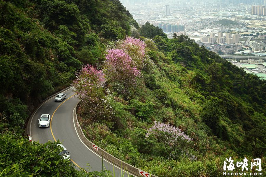 “福州最拉風山路”遠離喧囂 柳杉夾道云霧繚繞