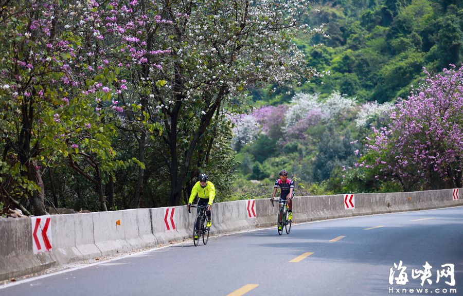 “福州最拉風山路”遠離喧囂 柳杉夾道云霧繚繞