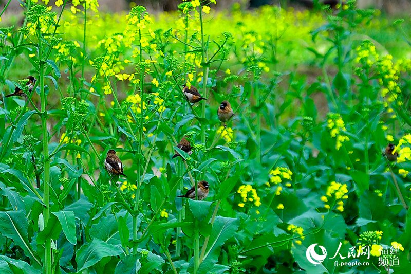 榕城春暖花開　福州迎來賞花觀鳥好時節(組圖)