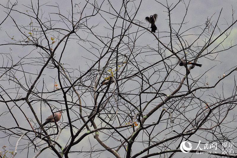 榕城春暖花開(kāi) 福州迎來(lái)賞花觀鳥(niǎo)好時(shí)節(jié)(組圖)