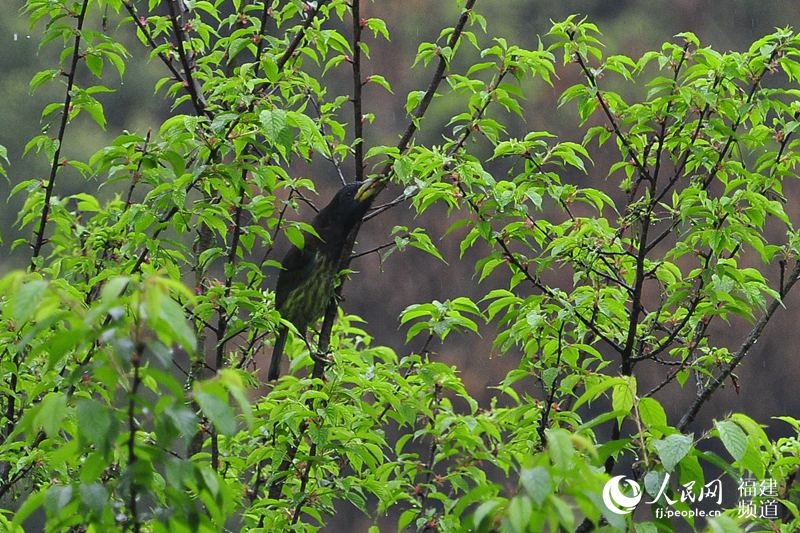 榕城春暖花開(kāi) 福州迎來(lái)賞花觀鳥(niǎo)好時(shí)節(jié)(組圖)