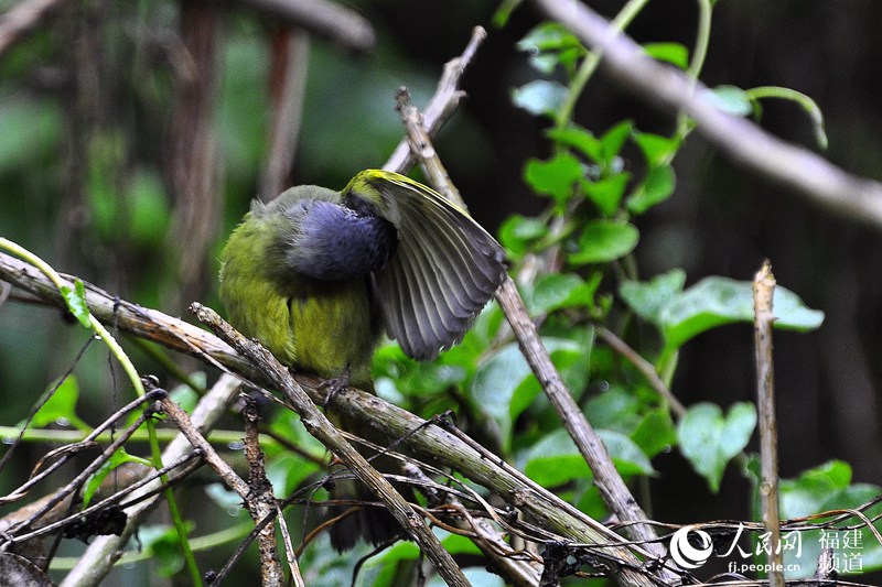 榕城春暖花開(kāi) 福州迎來(lái)賞花觀鳥(niǎo)好時(shí)節(jié)(組圖)