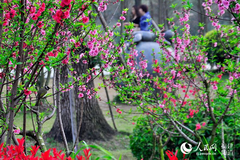 榕城春暖花開(kāi) 福州迎來(lái)賞花觀鳥(niǎo)好時(shí)節(jié)(組圖)