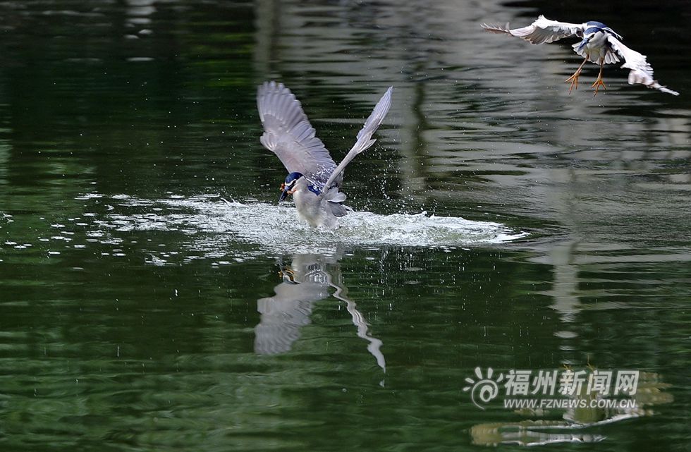5只夜鷺結伴西禪寺捕魚 因太“呆”被誤認為雕像