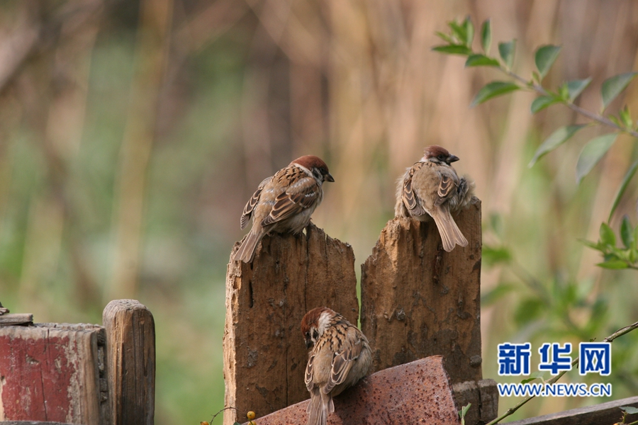 福州迎來觀鳥佳季 這些鳥兒你都認識嗎?(組圖)