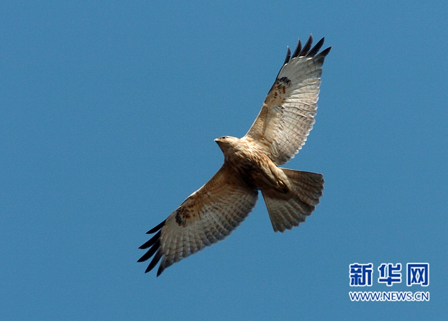 福州迎來觀鳥佳季 這些鳥兒你都認識嗎?(組圖)