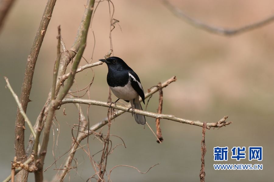 福州迎來觀鳥佳季 這些鳥兒你都認識嗎?(組圖)
