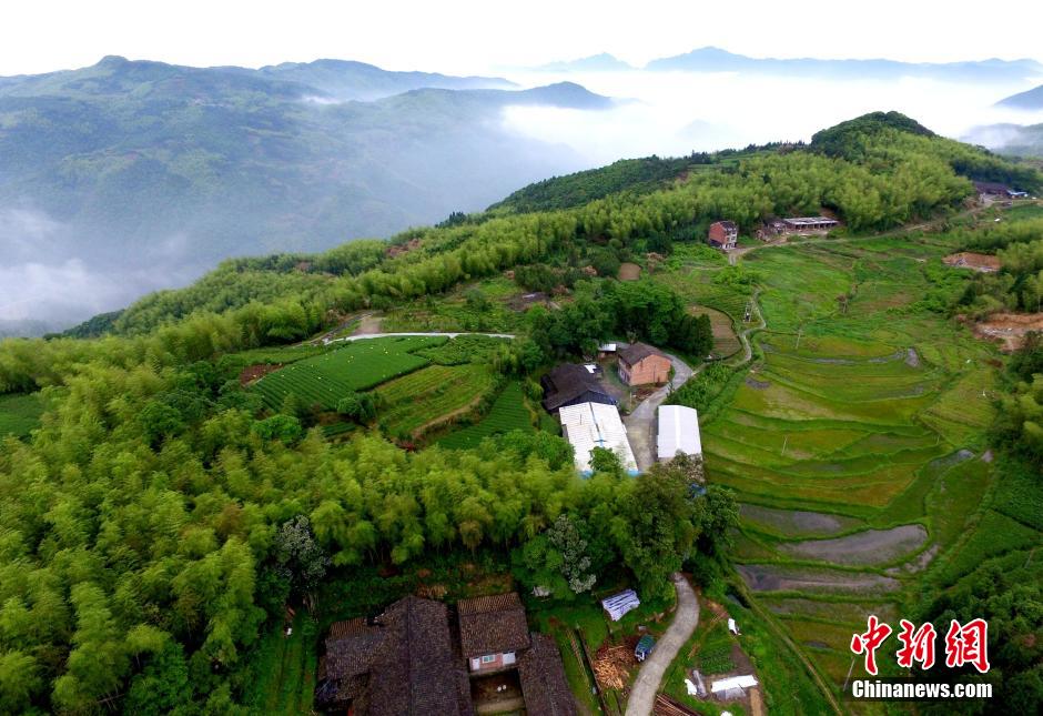 鳥瞰福建福鼎茶山:藏身云海 美如仙境(組圖)