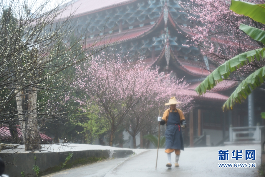 千年古剎梅花開