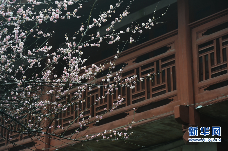千年古剎梅花開