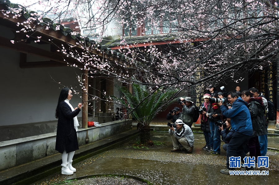 千年古剎梅花開