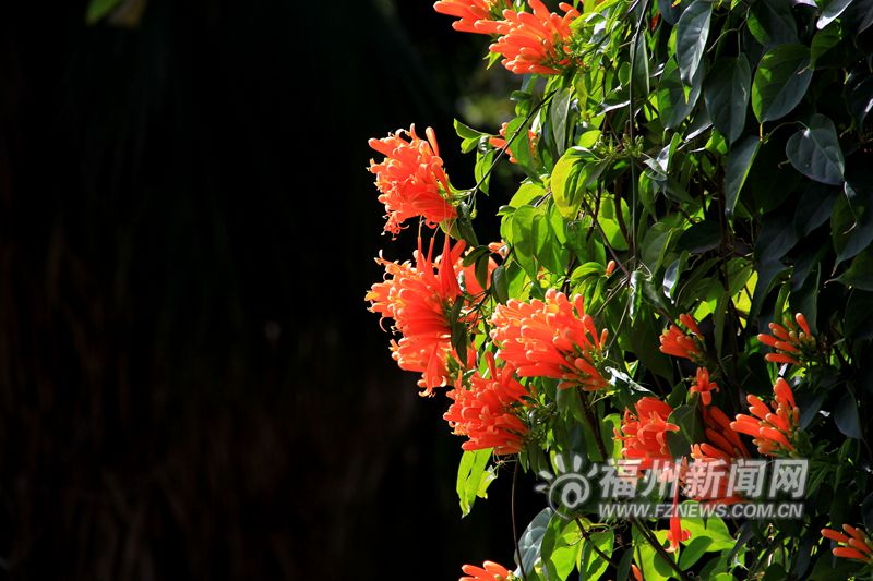 東風送暖春來報 于山蘭花開正艷