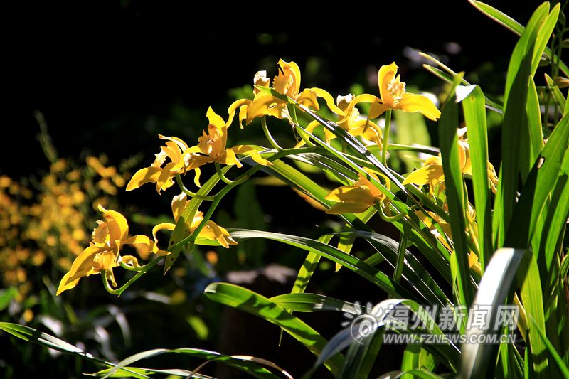 東風送暖春來報 于山蘭花開正艷
