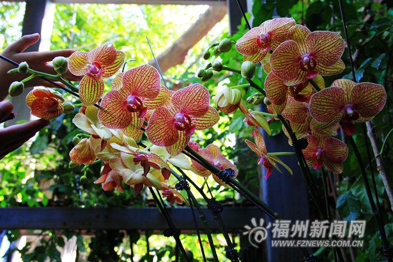 東風送暖春來報 于山蘭花開正艷