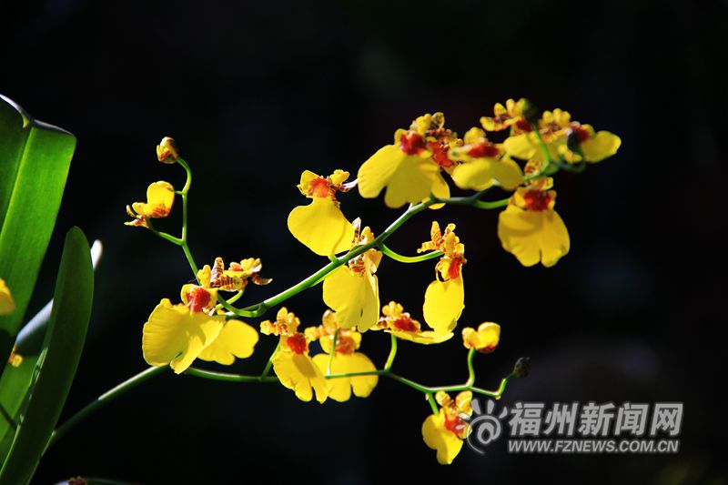 東風送暖春來報 于山蘭花開正艷