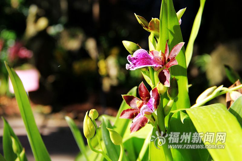 東風送暖春來報 于山蘭花開正艷