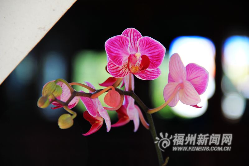 東風送暖春來報 于山蘭花開正艷