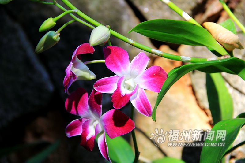 東風送暖春來報 于山蘭花開正艷