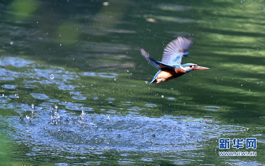 福州西湖公園翠鳥飛舞　吸引攝影愛好者拍攝