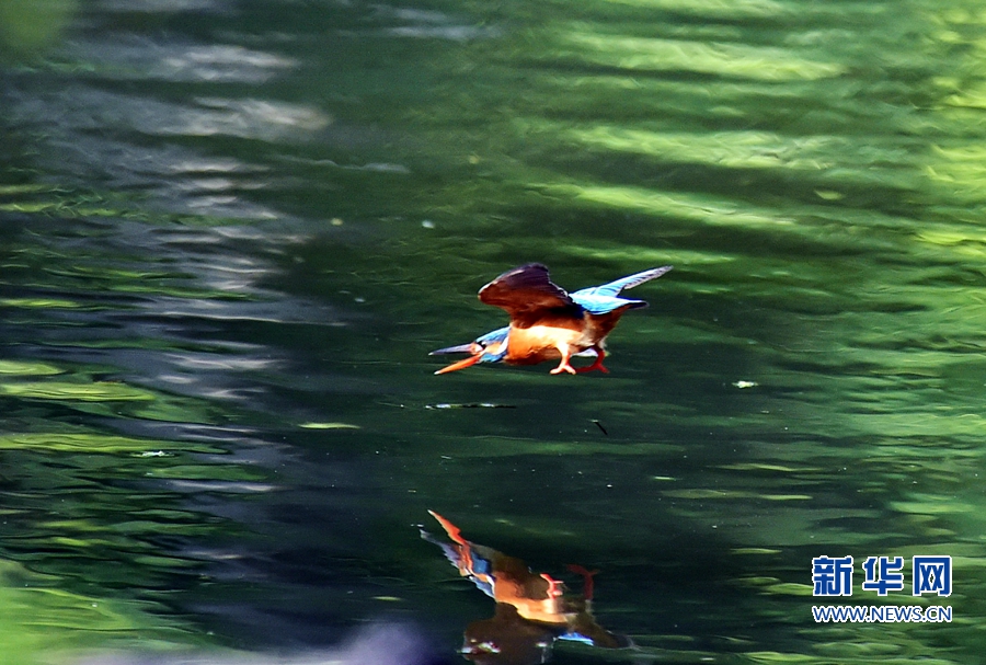 福州西湖公園翠鳥飛舞　吸引攝影愛好者拍攝