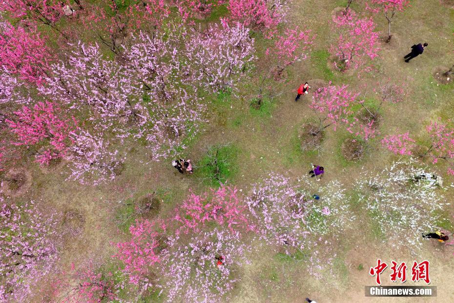 福州森林公園桃花盛開鳥語花香 美不勝收