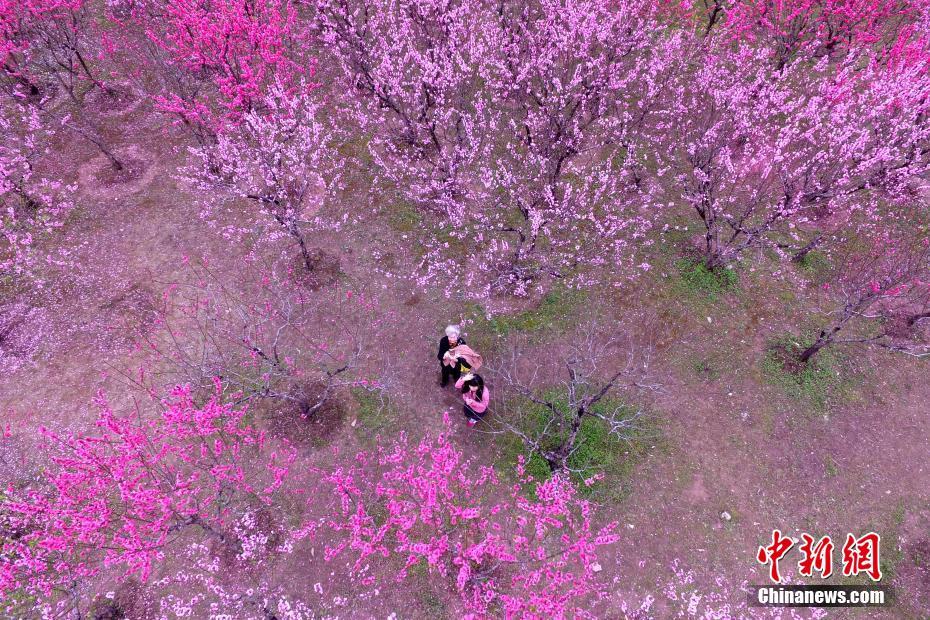 福州森林公園桃花盛開鳥語花香 美不勝收