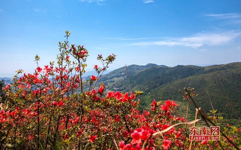 德化:人間四月芳菲盡 芹山杜鵑始盛開