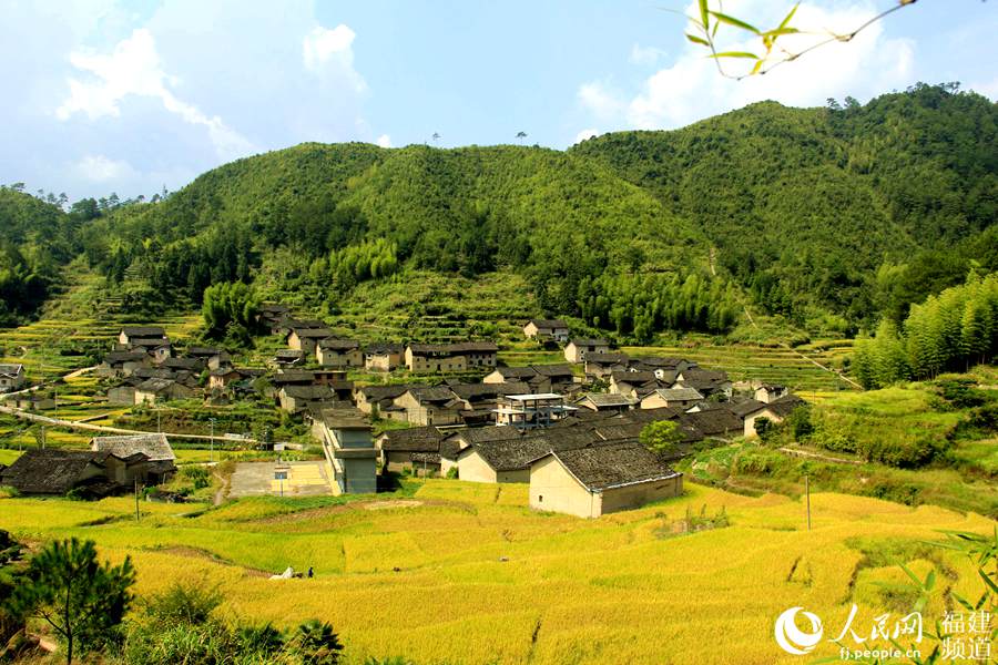 金色田園！藏在閩東深山里的梯田風(fēng)光　如同梵高親筆畫作