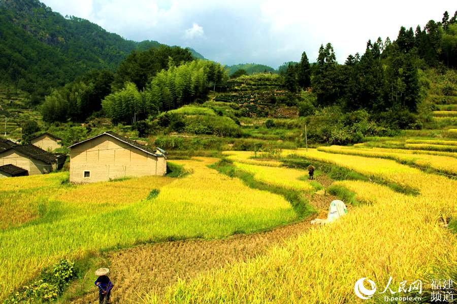 金色田園!藏在閩東深山里的梯田風(fēng)光 如同梵高親筆畫作