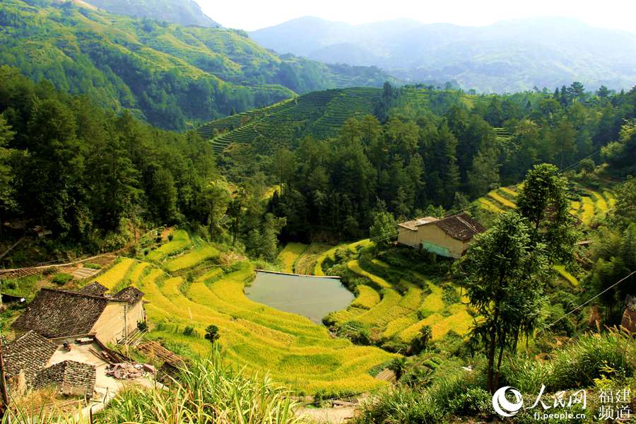 金色田園!藏在閩東深山里的梯田風(fēng)光 如同梵高親筆畫作